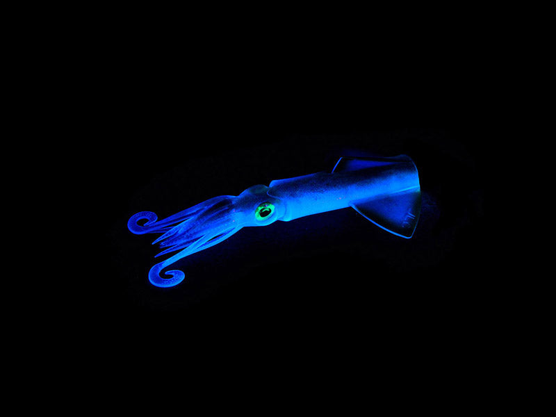 XIPI EVO 140 mm
